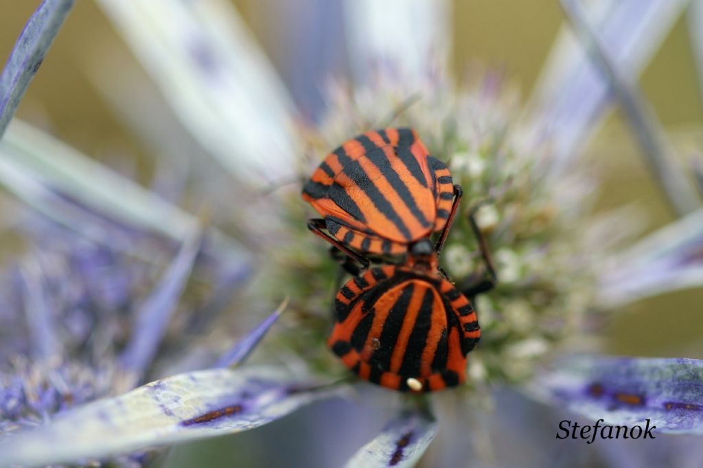 Id. coppia Insetti
